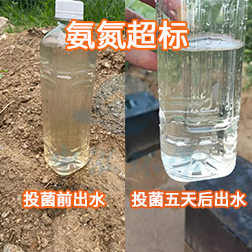生(shēng)活污水氨氮超标投菌前後出水對比